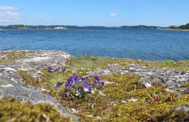 Introduktionsbild Gålö. Kustbild.